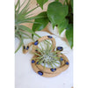 Ceramic Snakes | Large
