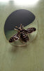 Winged Friend Brooch