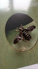 Winged Friend Brooch