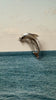 Dolphin Brooch
