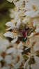Hummingbird in Flight Brooch