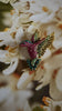 Hummingbird in Flight Brooch