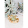 Ceramic Snakes | Large
