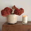 Species by the Thousand Soy Wax Candles