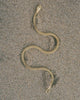 Serpent Choker Necklace | Satomi